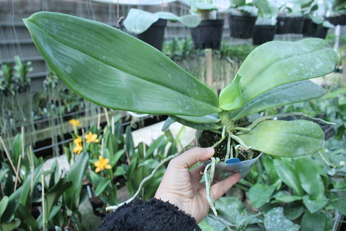 Phalaenopsis cochlearis.jpg