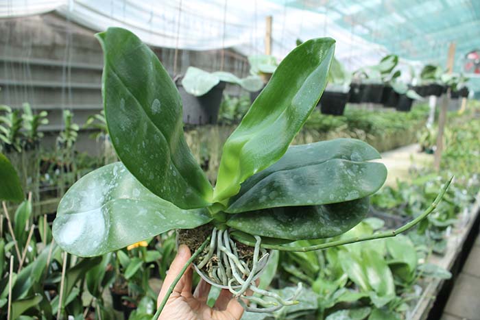 Phalaenopsis Perfection Is 'Chen'.jpg