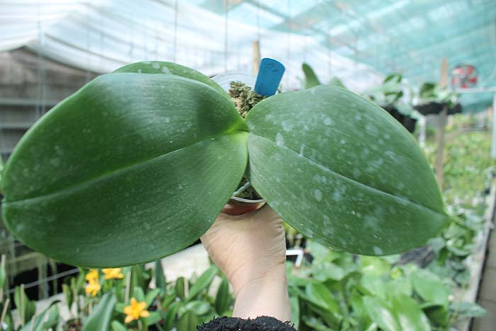 Phalaenopsis (Hsinying Fanjo x Mituo Sun) Eddy.jpg