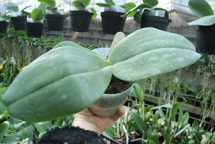 Phalaenopsis gigantea.jpg