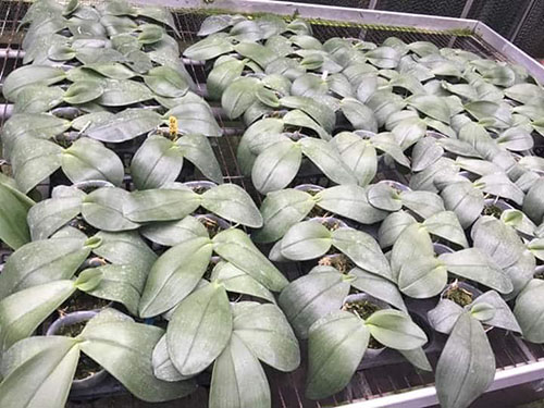 Phalaenopsis gigantea alba big type.jpg