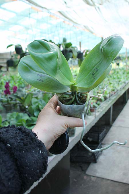 Phalaenopsis LD Sun Dragon 'Red Leopard'.jpg