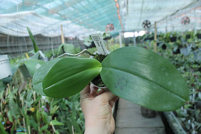 Phalaenopsis Mituo princess 'Blue' x gigantea.jpg