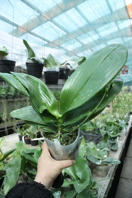 Phalaenopsis Palace Reef.jpg