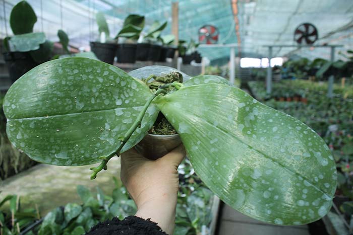 Phalaenopsis bellina big size.jpg