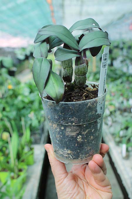 Dendrobium capituliflorum.jpg