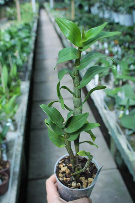 Dendrobium draconis.jpg