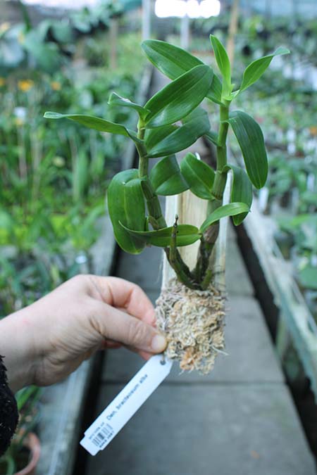 Dendrobium bracteosum alba.jpg
