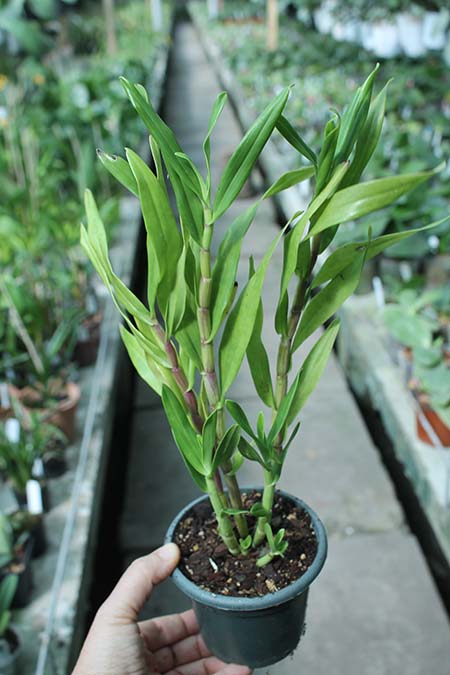 Dendrobium bracteosum.jpg
