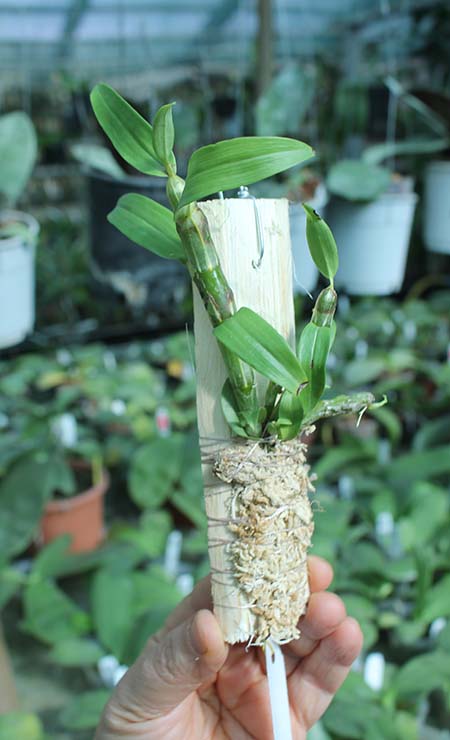 Dendrobium crepidatum.jpg