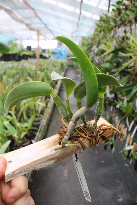 Cattleya walkeriana semi-alba x self.jpg