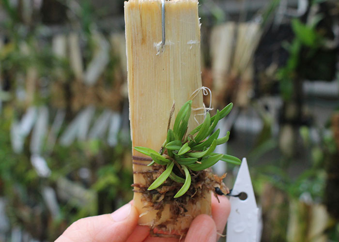 Trisetella hoeijeri.jpg