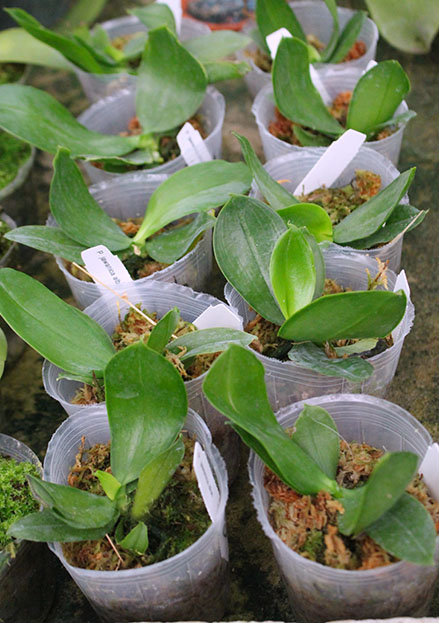 Phalaenopsis javanica alba.jpg