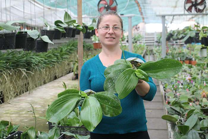 Phalaenopsis Palace Reef.jpg