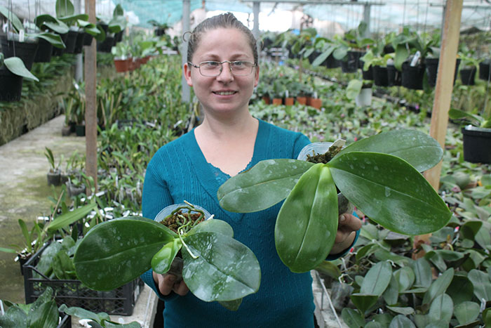 Phalaenopsis Perfection Is 'Chen'.jpg