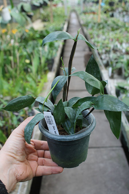 Dendrobium tetragonum.jpg