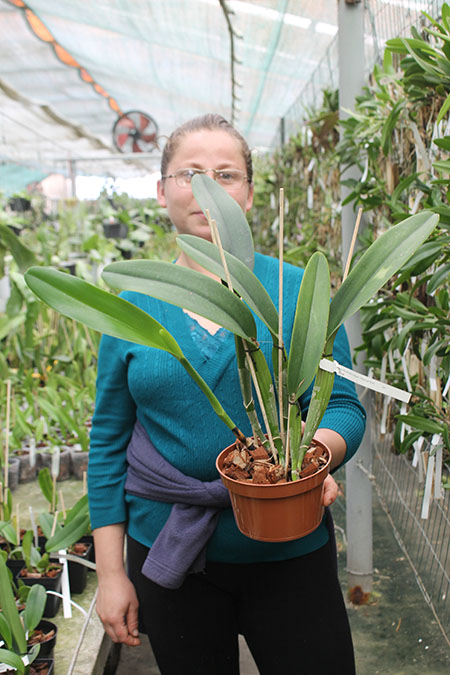 Cattleya labiata semi-alba ('Arlequim' x 'Branca de Neve').jpg