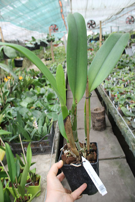 Laeliocattleya Melody Fair 'Carol'.jpg