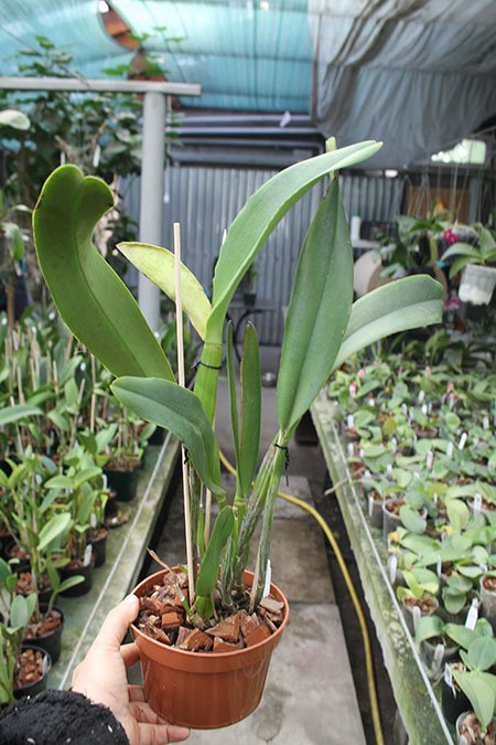 Brassolaeliocattleya Liu's Joyance 'Panther'.jpg