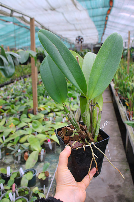 Brassolaeliocattleya Hsinying Home Run 'Ching Hua'.jpg