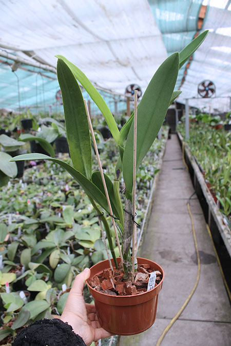 Brassocattleya Golf Green 'Hair Pig'.jpg