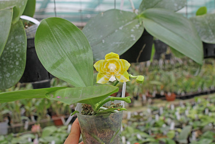 Phalaenopsis (Lyndon Reflex x LD's Bear KIng ) 'flava#1'.jpg
