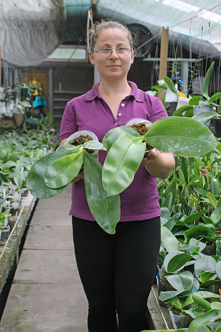 Phalaenopsis bellina big size.jpg