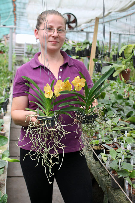 Vanda Somsri Thai Spot.jpg