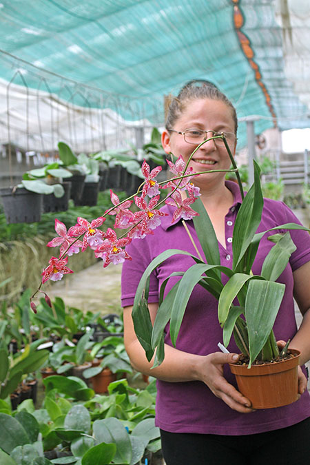 Vuylstekeara Yokara 'Perfection' x Oncidium leucochillum.jpg
