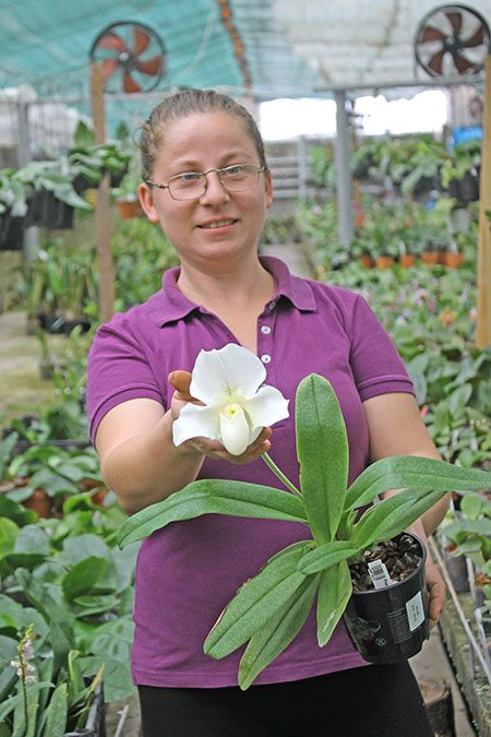 Paphiopedilum White Knight x Ice Age.jpg