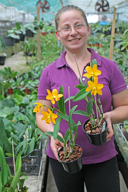 Cattleya Little Fairy 'Yellow Hydrangea'.jpg