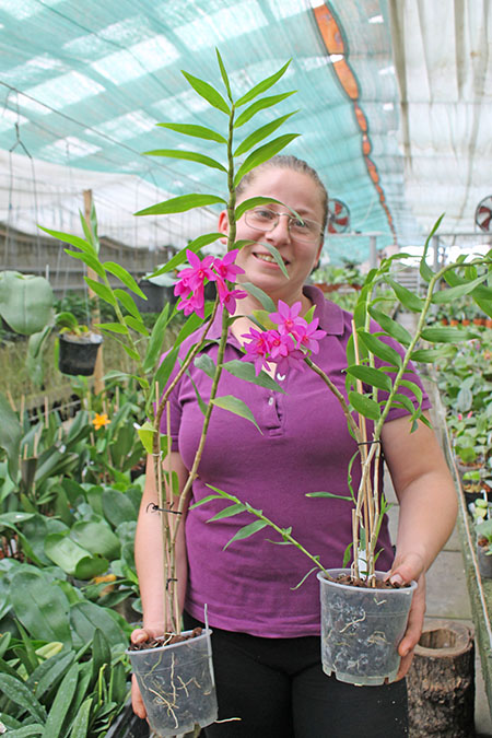 Dendrobium sulawesiense x lawesii 'Orange'.jpg