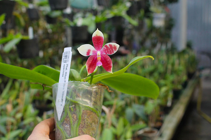 Phalaenopsis Mituo Prince 'Mituo#1' x speciosa.jpg