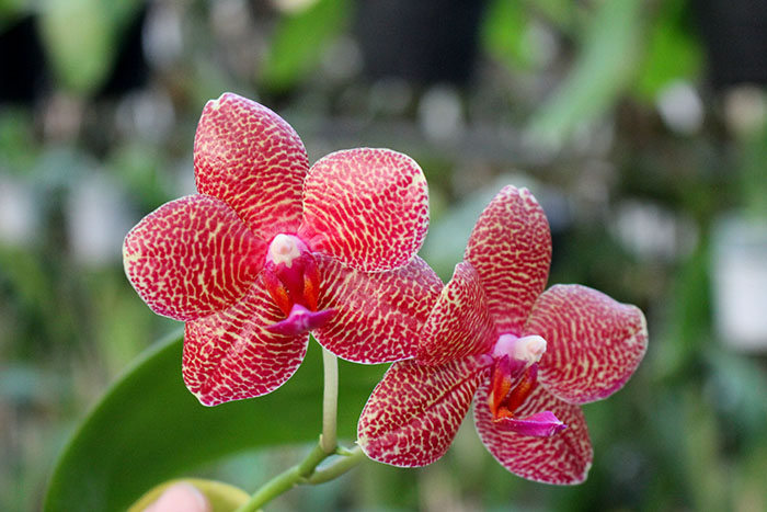 Phalaenopsis Mituo Sun 'Mituo#2' x Ya-Yi Qin.jpg