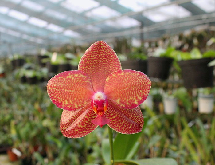 Phalaenopsis Mituo Sun 'Mituo#2' x Ya-Yi Qin.jpg