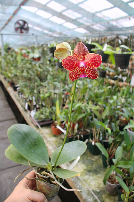 Phalaenopsis Diamond Beauty '1202' x Ld's Bear King 'YK7'.jpg