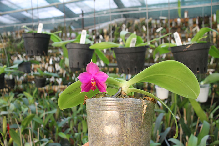 Phalaenopsis Miro Super Star 'Rainbow' x Mituo Prima 'Mituo #1'.jpg