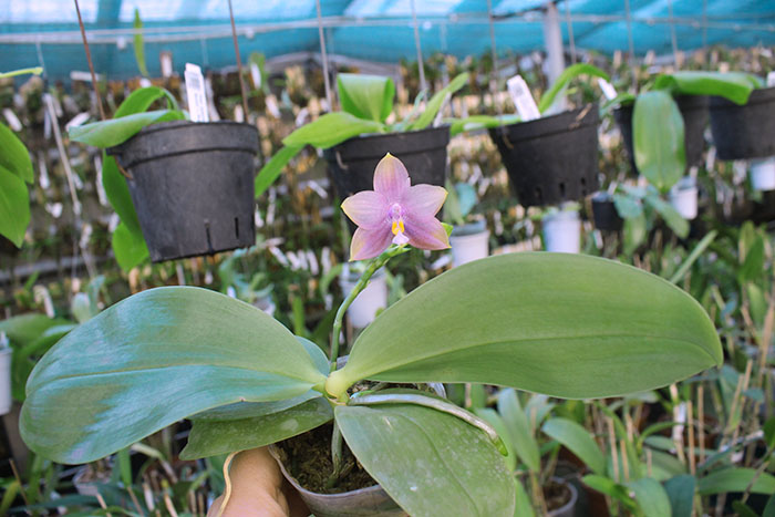 Phalaenopsis Mituo Prince 'Bb' x Mituo Reflex 'Dragon'.jpg