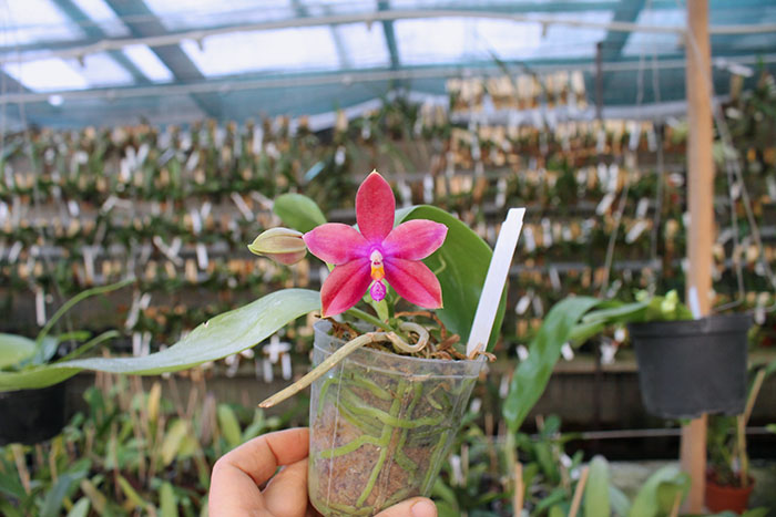 Phalaenopsis speciosa 'SWR -38' x Mituo King Bellina '126'.jpg