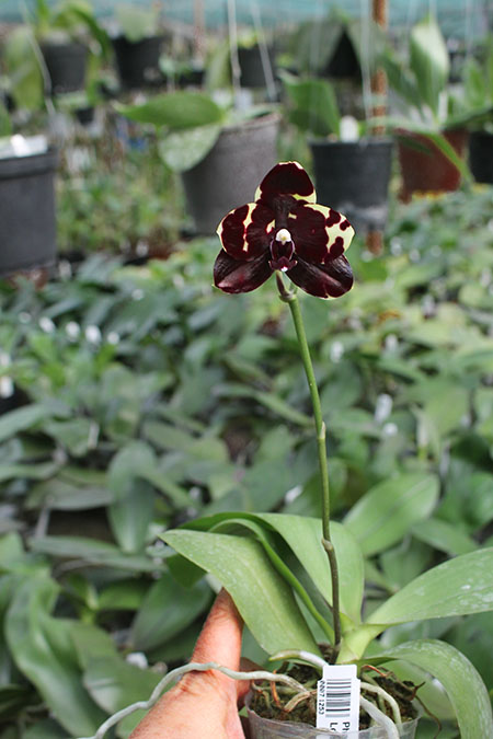 Phalaenopsis Diamond Beauty '1202' x Ld's Bear King 'YK7' (select).jpg