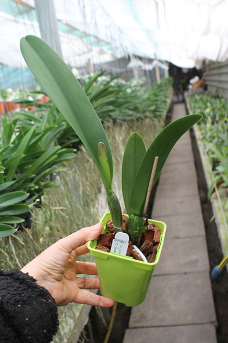 Laeliocattleya Love Knot coerulea x Cattleya mossiae coerulea.jpg