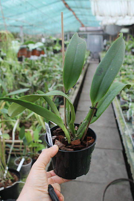 C jenmanii coeruleа.jpg