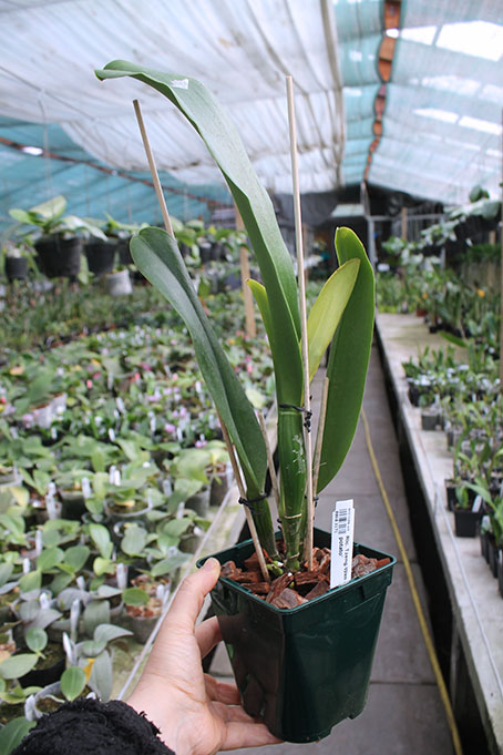 Rhyncholaeliocattleya Tzeng-Wen Sunset 'Sweet potato'.jpg