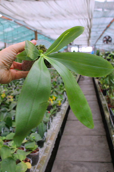 Phalaenopsis YangYang Blue Berry.jpg