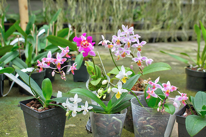 Phalaenopsis equestris.jpg