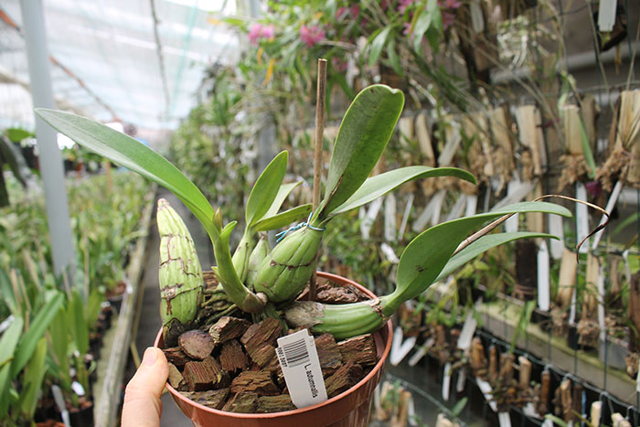 Laelia autumnallis.jpg