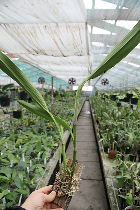 Cattleya maxima coerulea 'Hector'.jpg
