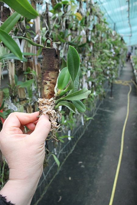 Laelia jongheana 'Big pink'.jpg