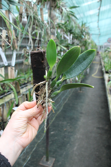 Laelia jongheana alba.jpg