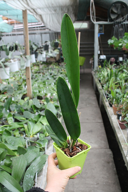 Cattleya warscewiczii ('Halo' x 'Michael').jpg